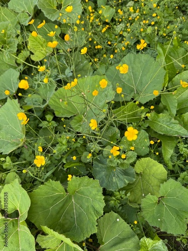 Wild Meadow with Yellow Buttercup Flowers and Lush Green Leaves
