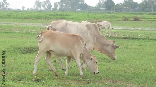 Beautiful Scene of Two Cows Eating Grass on a Lush Green Field – Agriculture and Farming Video for Stock Use