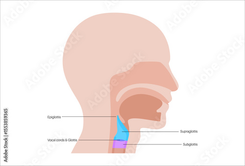 Larynx anatomy poster
