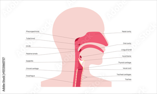 Upper respiratory tract