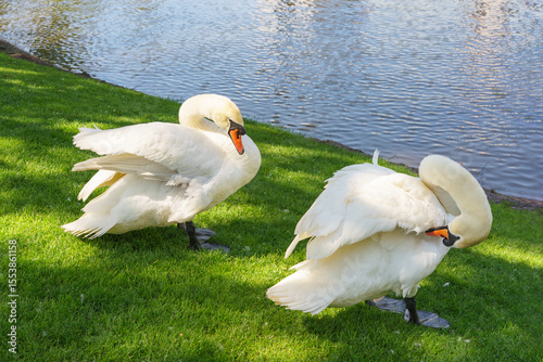 Fototapeta Naklejka Na Ścianę i Meble -  Two elegant swans standing on the lush green grass by calm lake in a city park background, during a bright spring afternoon.