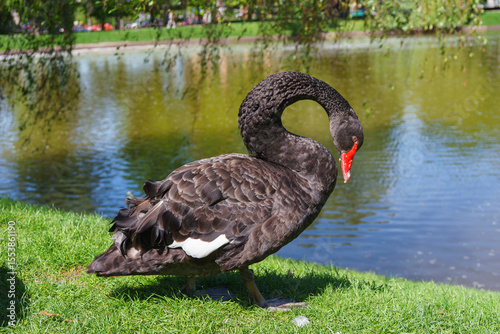 Graceful black swan with red beak standing on green grass by pond, with water reflections and other swans in the background. Ideal for nature, wildlife, and park setting themes.