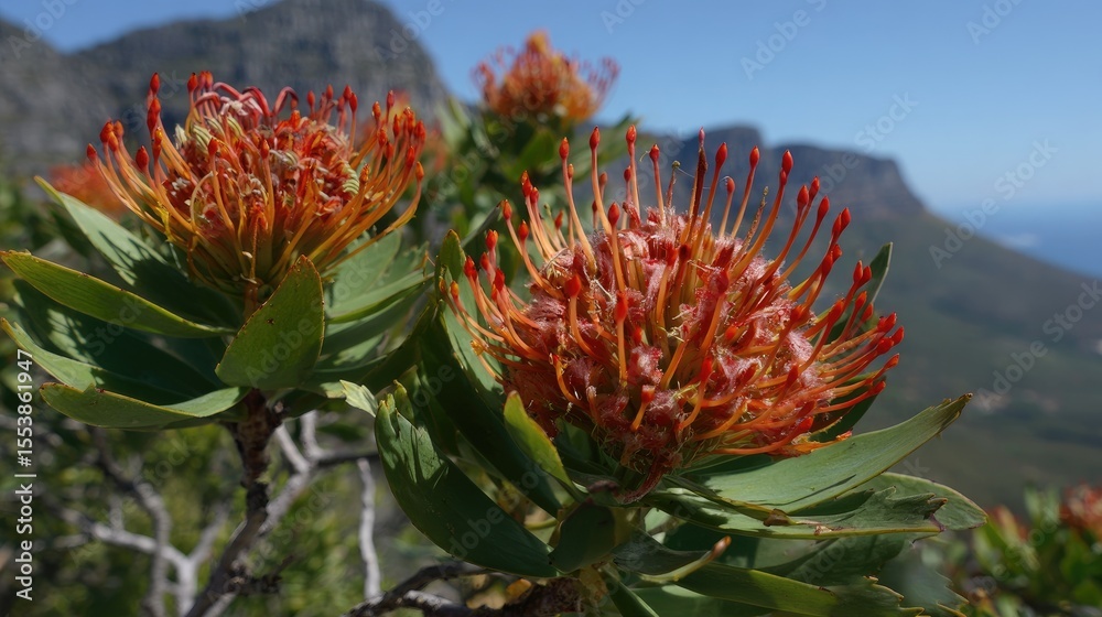 Fototapeta premium Vibrant orange-red protea flower in a natural setting.
