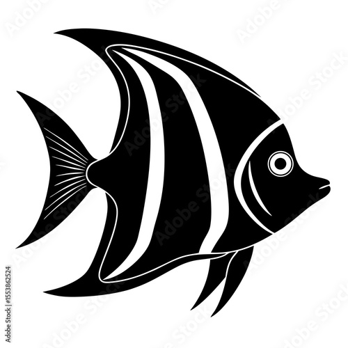 angelfish on white background