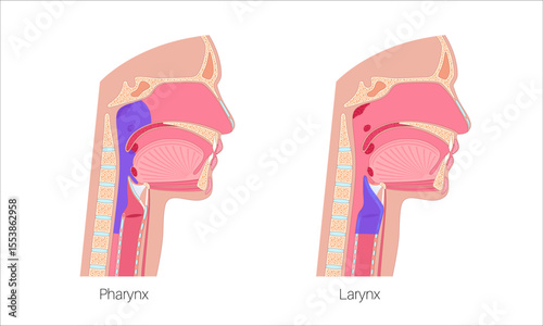 Pharynx and larynx