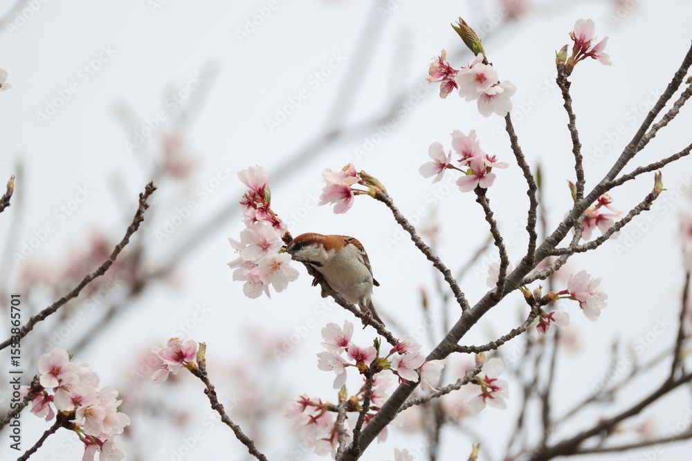 The russet sparrow (Passer cinnamomeus), also called the cinnamon or cinnamon tree sparrow, is a passerine bird of the sparrow family Passeridae. This photo was taken in Japan. The russet sparrow (Passer cinnamomeus), also called the cinnamon or cinnamon tree sparrow, is a passerine bird of the sparrow family Passeridae. This photo was taken in Japan.