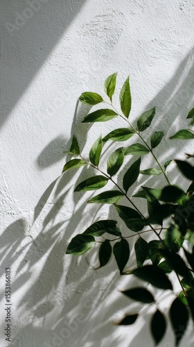 Unique Plant Shadows Create a Calming Atmosphere in a Sunlit Room.