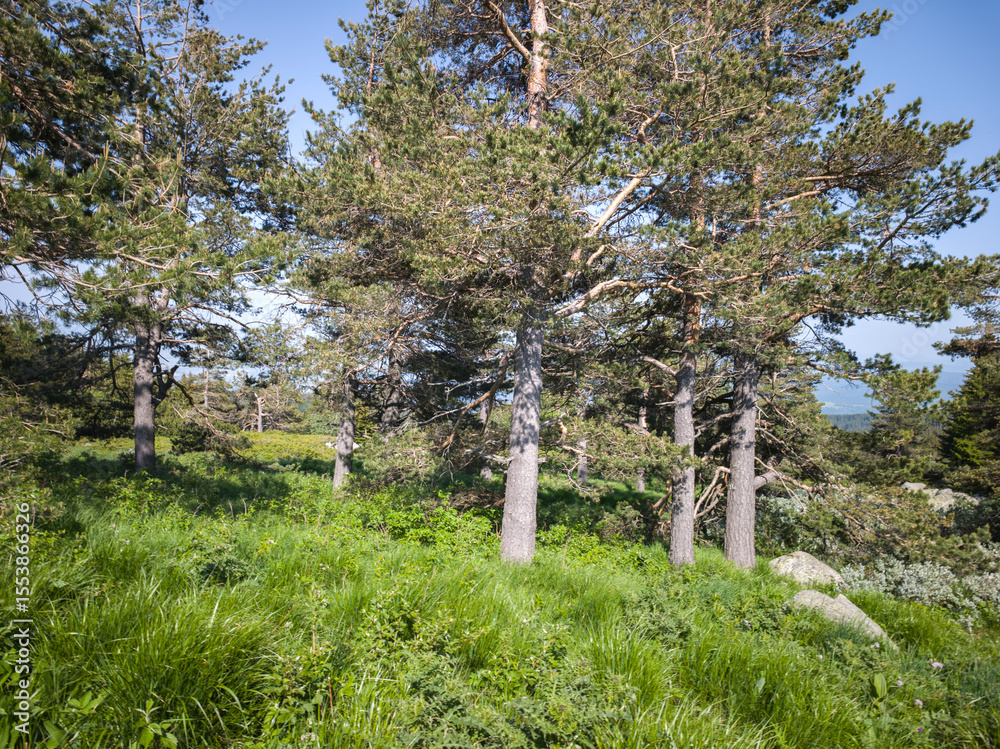 Fototapeta premium Panorama of Vitosha Mountain, Bulgaria