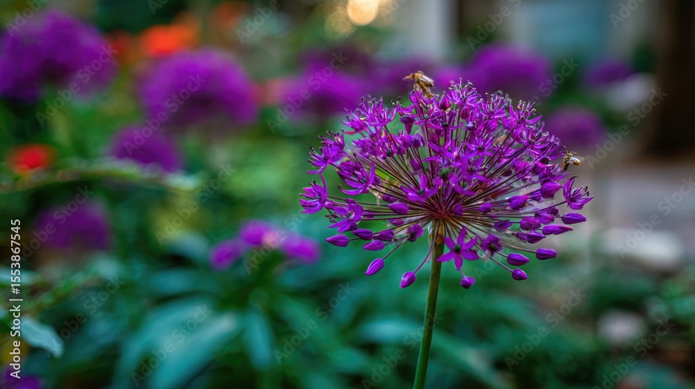 Fototapeta premium Close-up of a vibrant purple allium flower.