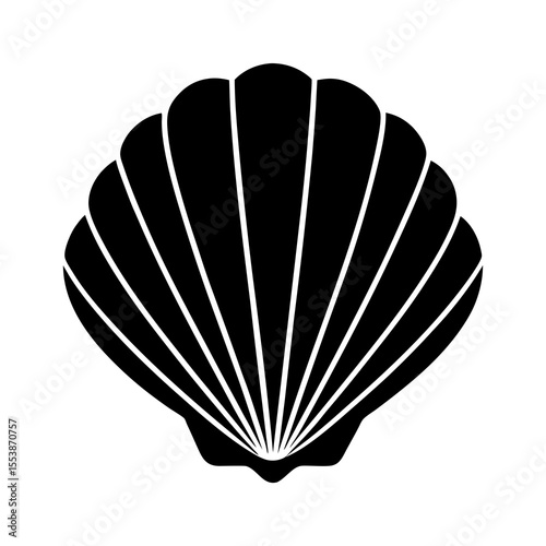 seashell isolated on white background
