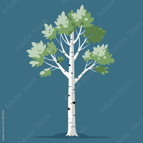 Birch tree with white bark