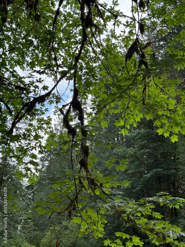 Fototapeta premium sky branch shades in the woods