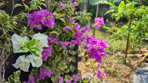 Bougainvillea Flowers in Garden
