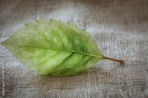 Close-up of a Green Leaf with Visible Veins and Texture Resting on Rustic Fabric Surface for Nature and Botanical Theme