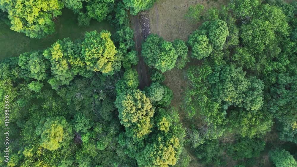 Vue aérienne sur un paysage en été avec des arbres vert sur une montagne en fin de journée