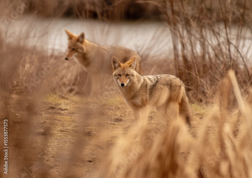 Two Coyote Animals Walking Through Tall Dried Grass and Shrubs in a Natural Deserted Landscape with Warm Earth Tones