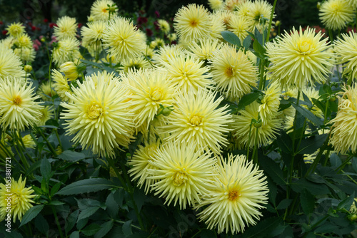 Yellow cactus Dahlias in a garden