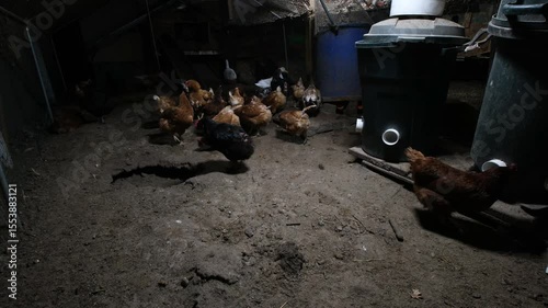 Evening shot of cage free hens preparing for nightfall as white ducks run around trying to mate while animals being organically raised in back yard farm