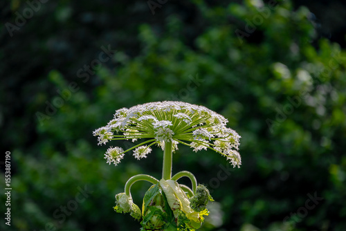 Selective focus of white flower Cow Parsnip (Berenklauw) with green leaves in the forest, Heracleum is a genus of biennial and perennial herbs in the carrot family Apiaceae, Natural floral background.
