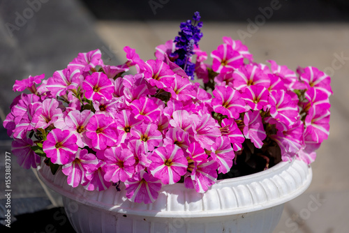 Selective focus of purple pink flowers in the garden pot, Petunia is a genus in the family Solanaceae, Subfamily Petunioideae, Beautiful ornamental flowering plants, Natural floral pattern background.