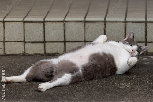 野良猫