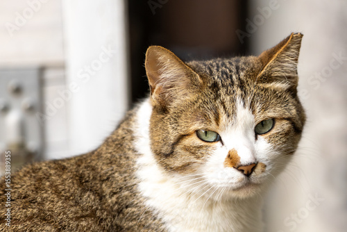 野良猫