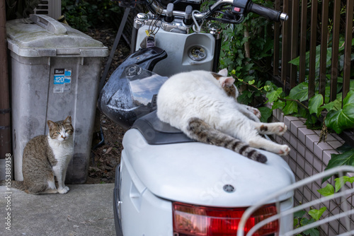 野良猫