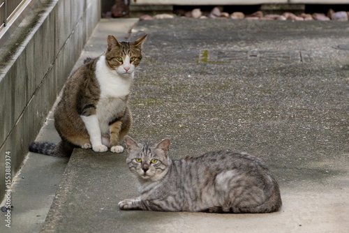 野良猫