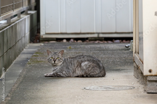 野良猫