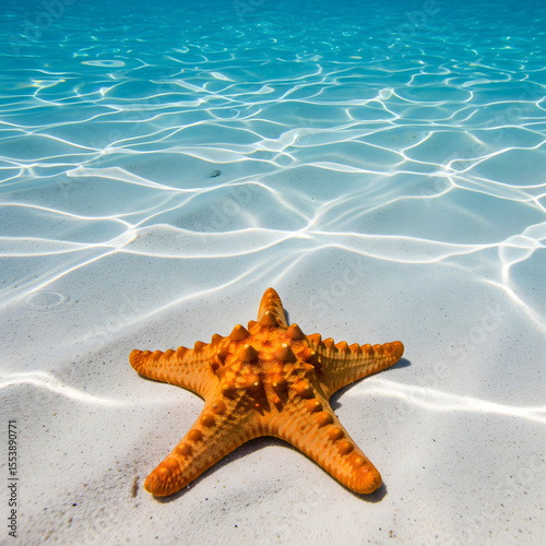 An orange starfish rests on a bright white sandy seabed, illuminated by sunlight filtering through the clear, shallow blue water above