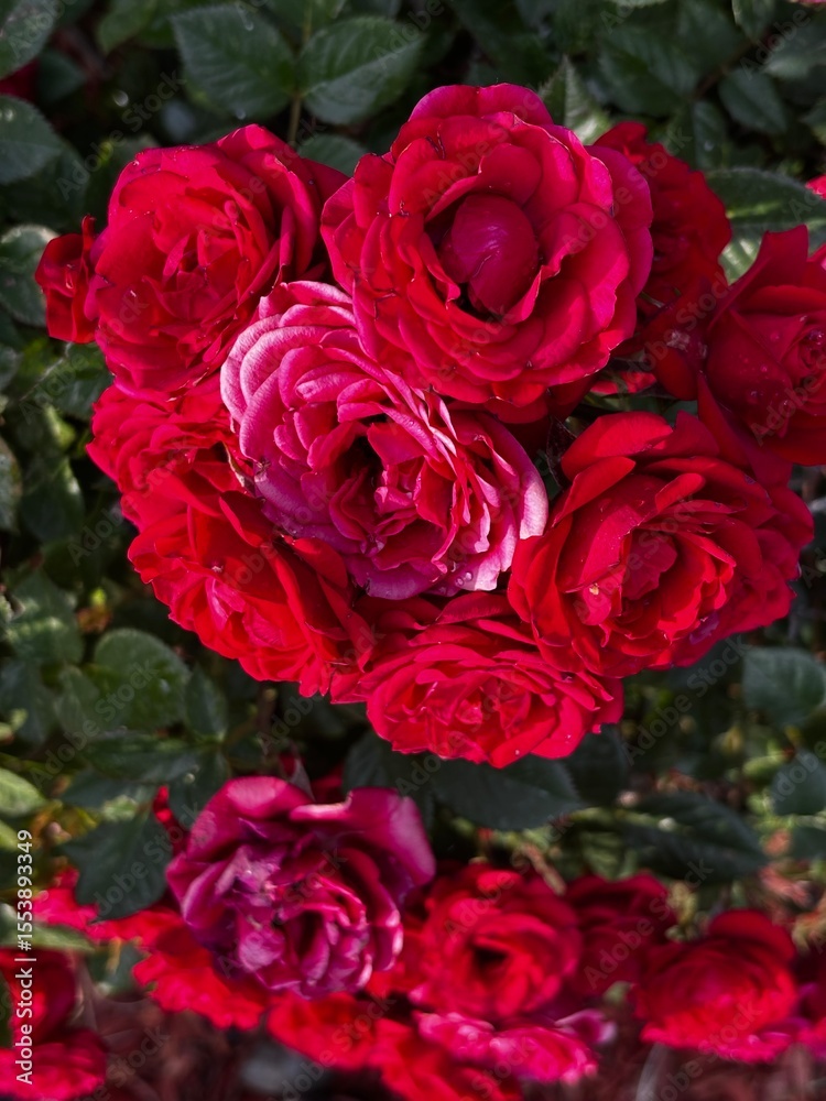 close up of bundle of red roses blooming on rose plant close up of bundle of red roses blooming on rose plant