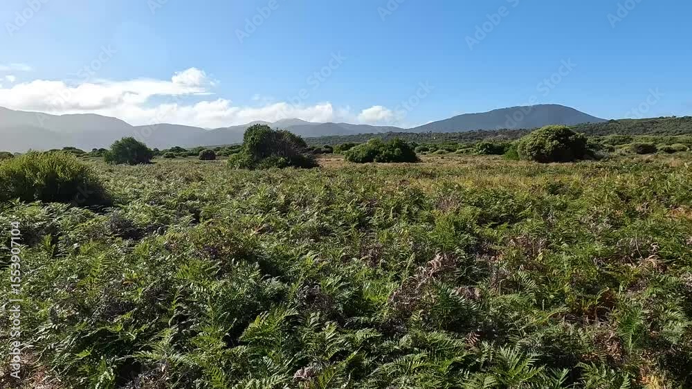 Tranquil Fern Gully Landscape on The Prom Wildlife Walk, Wilsons Promontory National Park, Victoria, Australia Tranquil Fern Gully Landscape on The Prom Wildlife Walk, Wilsons Promontory National Park, Victoria, Australia