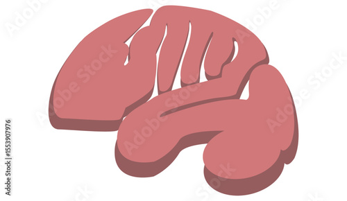 Human Brain Vector Illustration