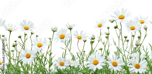 PNG White daisy flower bush border daisies flowers background.