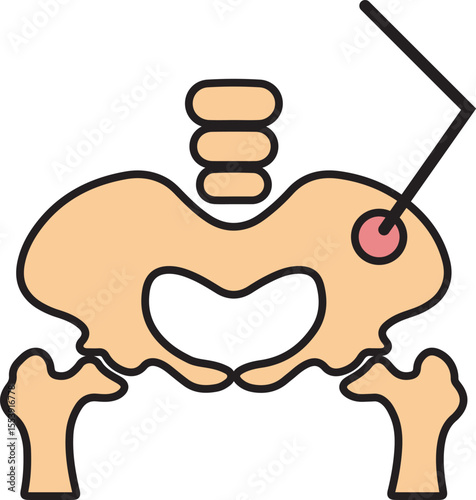 Pelvic Bone Anatomy Illustration  Detailed Vector Graphic