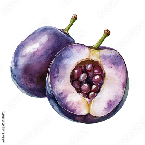 Damson Slice, watercolor painting vector, isolated on a white background.