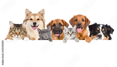 Dogs and Cats Peeking Over Web Banner Extracted isolated on transparent background-