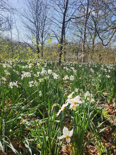 white spring flowers