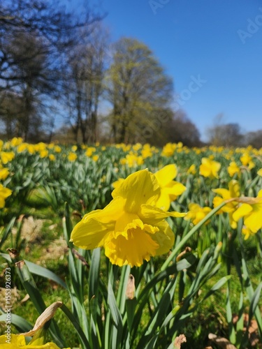 field of daffodils