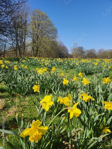 field of dandelions