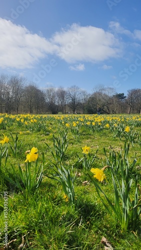 meadow with dandelions