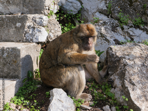 Barbary macaque at the Rock of Gibraltar