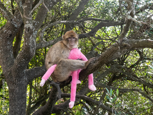 Gibraltar. Barbary macaque stole a toy macaque.