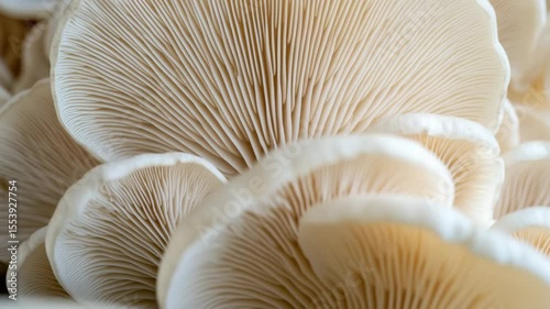 mushrooms on black background