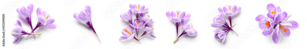Naklejka premium Set of many beautiful crocus flowers on white background, top view