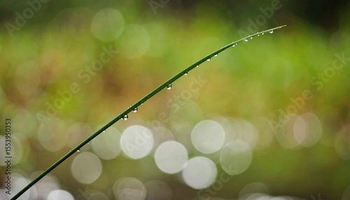 Dew Drops On Grass Stem