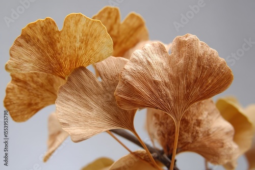 Ripe Ginkgo biloba seeds have a fleshy wrinkled outer layer
