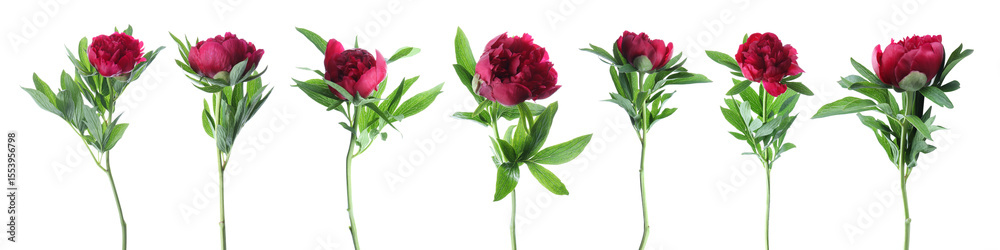 Fototapeta premium Beautiful peony flowers on white background, set