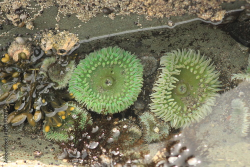 Giant green anenome (Anthopleura xanthogrammica) in tide pool