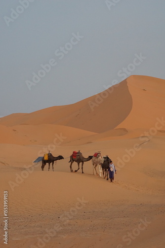 Dromedary camels in the Sahara desert, Morocco
